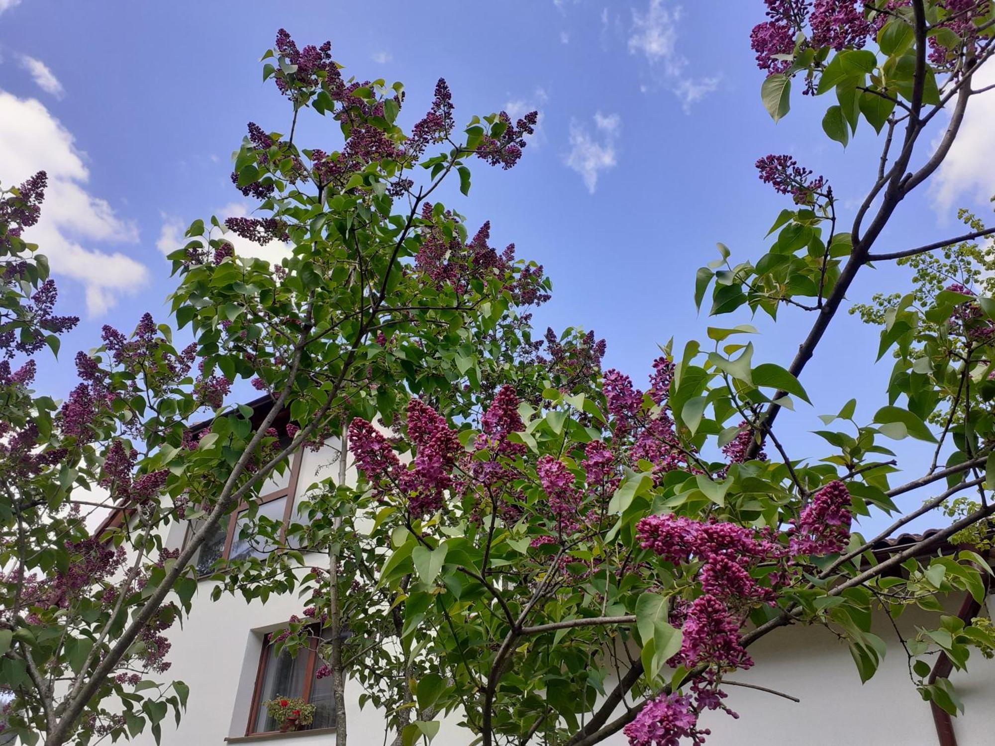 R-House Daire Braşov Oda fotoğraf